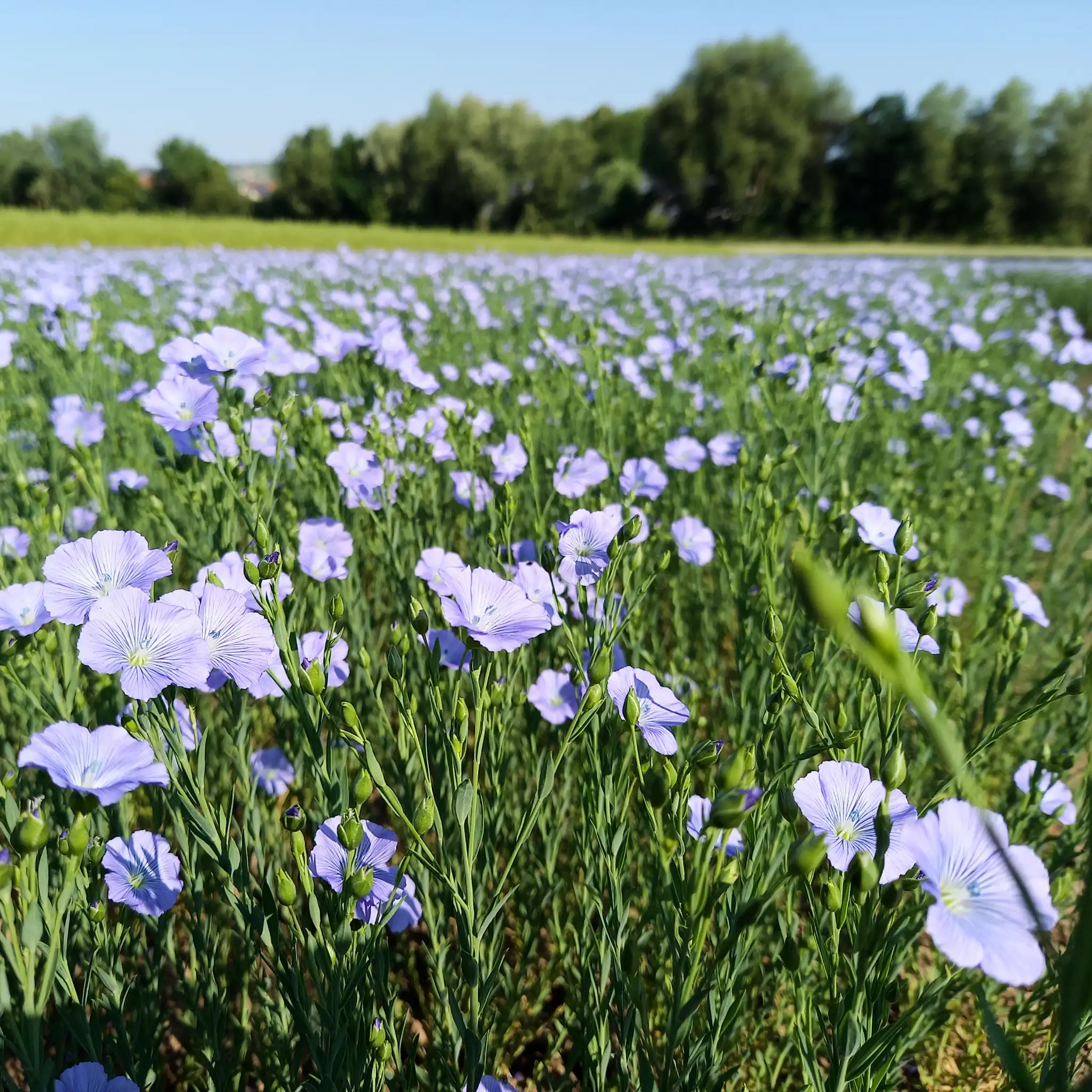 Das Ölhaus Leinfeld